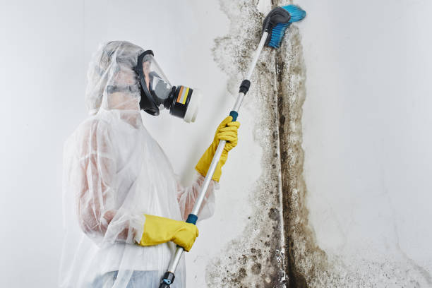 Best Residential Mold Removal  in Red Hill, SC